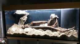 aquarium-von-beulenkopftyp-thorichthys-meeki---galerie_Der feuchte Sand ist drin. Einfach lose aufgebracht. Er fäl