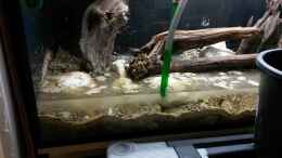 aquarium-von-beulenkopftyp-thorichthys-meeki---galerie_Der Sand ruscht, sobald er Wasser gezogen hat, in die Zwisch