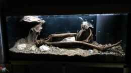 aquarium-von-beulenkopftyp-thorichthys-meeki---galerie_Auf den Sand Kiesel, Steine und Kies aufgebracht. Noch immer