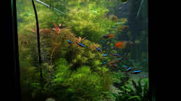 aquarium-von-----sebi-----green-sansibar_Seiten Ansicht 16.02.15