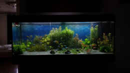 aquarium-von-----sebi-----green-sansibar_15.02.2015