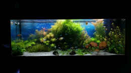 aquarium-von-----sebi-----green-sansibar_16.02.15