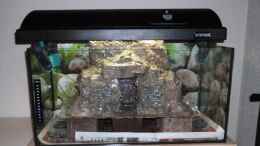 aquarium-von-michael-boeck-60-l-aufzucht-malawi-nur-noch-ein-beispiel_Der erste Anstrich in grau