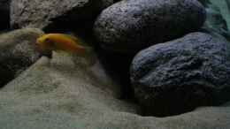 aquarium-von-tolschy-malawi_ Pseudotropheus lombardoi - männchen