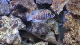 aquarium-von-malawi-dude-deep-blue-malawi_Altolamprologus Compressiceps -abgegeben, nur als Beispiel!