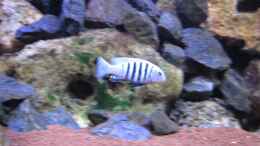aquarium-von-malawi-dude-deep-blue-malawi_Pseudotropheus Kingsizei -abgegeben, nur als Beispiel!