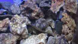aquarium-von-malawi-dude-deep-blue-malawi_Strömungspumpe mit Filteraufsatz