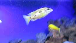 aquarium-von-malawi-dude-deep-blue-malawi_Otopharynx lithobates