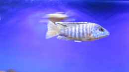 aquarium-von-malawi-dude-deep-blue-malawi_Aulonocara new blue Orchid