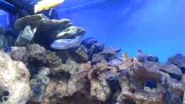 aquarium-von-malawi-dude-deep-blue-malawi_i200 Innenfilter gut versteckt und Diffusor vom e1500 Aussen