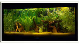 aquarium-von-martin-lenhardt-becken-2222_Juwel Rio 180