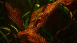 aquarium-von-julien-preuss-broken-tree---nur-noch-als-beispiel_Roter Hexenwels auf rotem Tigerlotus, gut getarnt ;-)