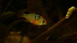 aquarium-von-julien-preuss-broken-tree---nur-noch-als-beispiel_Schmetterlingsbuntbarsch, hier das Weibchen