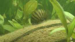 aquarium-von-olik-becken-22224_Garry...die Zebra-Rennschnecke