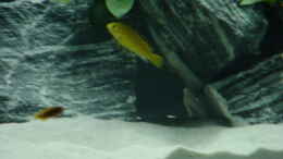 Foto mit Labidochromis sp. Yellow