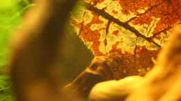 aquarium-von-andrea-rueter-pinselalge---aufgeloest--_halb abgeweidetes Seemandelbaumblatt