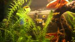 aquarium-von-andrea-rueter-pinselalge---aufgeloest--_Pseudomugil gertrudae - Blauauge-Männchen