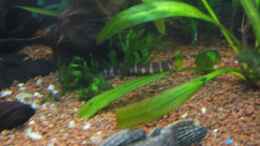 aquarium-von-malawi-dude-green-lounge-aufgeloest--nur-noch-als-beispiel_geflecktes Dornauge
