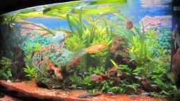 aquarium-von-malawi-dude-green-lounge-aufgeloest--nur-noch-als-beispiel_