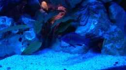 aquarium-von-meischder-kreusel-becken-22235_Labidocromis Männchen wahrscheindlich eine Kreuzung