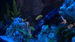 aquarium-von-meischder-kreusel-becken-22235_Labidocromis Yellow