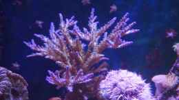 aquarium-von-manni1884-meerwasser-2010_Acropora tenuis Heute 15.01.15