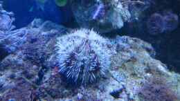 aquarium-von-manni1884-meerwasser-2010_Mespilia globulus - Kugel-Seeigel