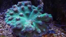 Aquarium einrichten mit Cyphastrea ocellina --NEU-- 07.01.15