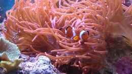 Aquarium einrichten mit Falscher Clownfisch