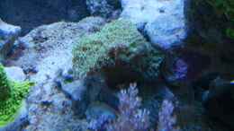 Aquarium einrichten mit Hydnophora pilosa Vorher 02.14