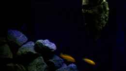 aquarium-von-christopher-ross-malawi-seaside_Beckenimpression mit hängendem Stein