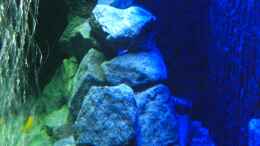 aquarium-von-christopher-ross-malawi-seaside_Seitenansicht rechts- mit Kaltweiß- und dunkelblauer Beleuc