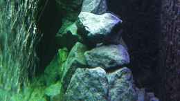 aquarium-von-christopher-ross-malawi-seaside_Seitenansicht rechts- vorne und hinten mit Weißlicht