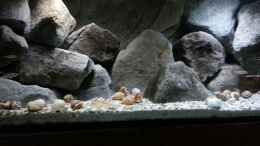 aquarium-von-julien-preuss-stones-and-shells_