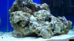 aquarium-von-buerste-reef-blue_Nach 1 Woche kam am 05.01.2012 das erste lebend gestein
