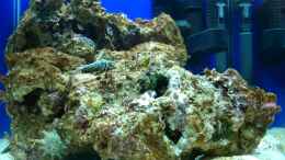 aquarium-von-buerste-reef-blue_Die ersten Schnecken und Krebse ziehen ein