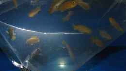 aquarium-von-miese97-saulosi-artenbeckenexistiert-nicht-mehr_