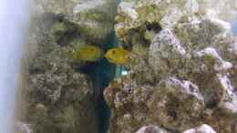 aquarium-von-miese97-saulosi-artenbeckenexistiert-nicht-mehr_mein tragendes Weibchen
