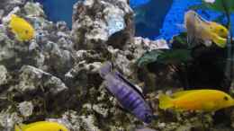 aquarium-von-miese97-saulosi-artenbeckenexistiert-nicht-mehr_27.04.2012