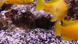 aquarium-von-miese97-saulosi-artenbeckenexistiert-nicht-mehr_mein tragendes Weibchen