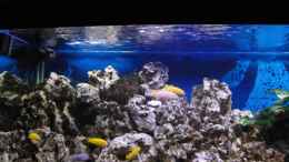 aquarium-von-miese97-saulosi-artenbeckenexistiert-nicht-mehr_03.05.2012