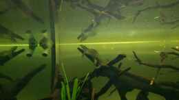 aquarium-von-stomar6-tigers--dragons-amp--snakeheads---beispiel_Schildi beim schlafen