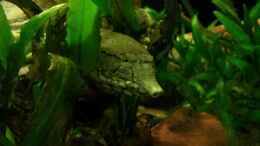 aquarium-von-stomar6-tigers--dragons-amp--snakeheads---beispiel_