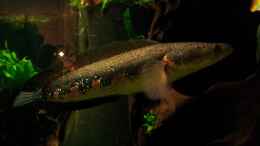 aquarium-von-stomar6-tigers--dragons-amp--snakeheads---beispiel_Channa Pseudomarulia beim betteln nach Futter