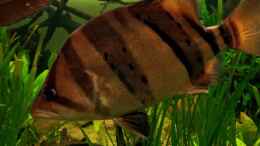 Aquarium einrichten mit Datnioides Pulcher ca. 35-40cm