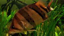 aquarium-von-stomar6-tigers--dragons-amp--snakeheads---beispiel_Datnioides Pulcher ca. 35-40cm