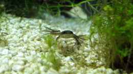 aquarium-von-stefan-peter-becken-22278_junger Frosch