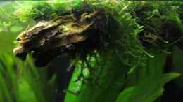 aquarium-von-stefan-peter-becken-22278_Korkeichestück mit Javamoos