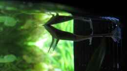 aquarium-von-stefan-peter-becken-22278_Frosch hängt ab
