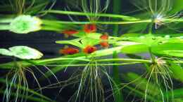 aquarium-von-stefan-peter-becken-22278_Platys Jungfische